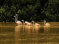 Flamencos en la Bahía de Chetumal, Costa Maya