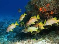 Banco de peces en arrecifes coralinos de Cozumel