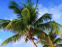 Playa con cocoteros en Isla Mujeres