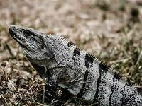 Iguana, este reptil abunda en la Península de Yucatán